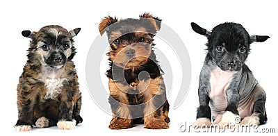 Group of puppies lap dogs breed Stock Photo