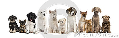 Group of puppies in a row, isolated Stock Photo