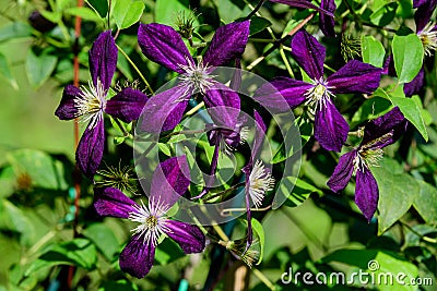 Group of purple clematis volcano flowers in a sunny spring garden, close up Stock Photo
