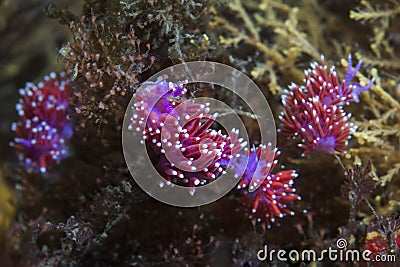 A group of Purple lady nudibranchs Flabellina funeka Stock Photo