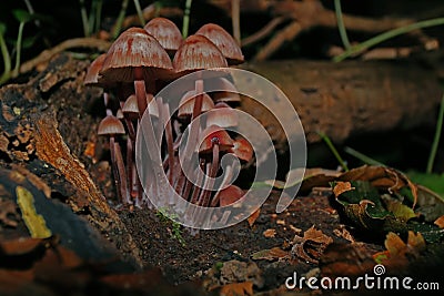 Group of purple red mushrooms on forest ground in autumn Stock Photo