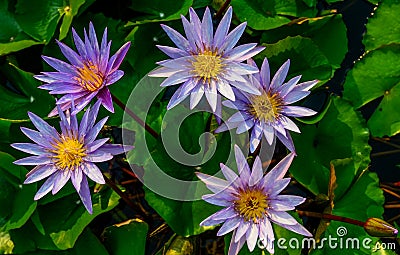 Group of purplel otus flower in pool Stock Photo