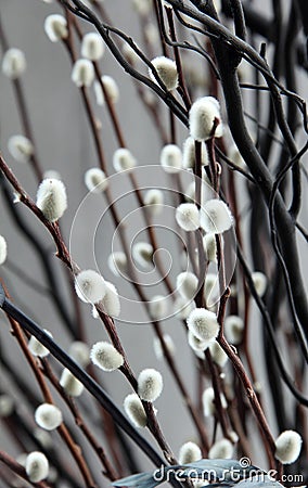 willow white brown branch Stock Photo
