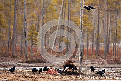 Group of ravens and a wolverine eating a dead animal in the forest Stock Photo