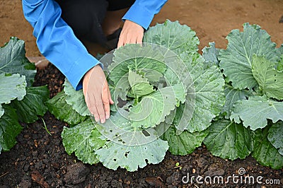 Group of raw fresh organic young headed cabbage, leaf with hole from insect,home of farm, water drop on leaves Stock Photo