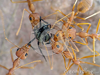 A group of red bugs eating a black spider Stock Photo