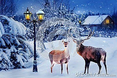 Group of red deer in a snowy forest on Christmas night against the background of the village and the lantern. New Year card. Stock Photo