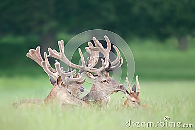 Group of Red deer stags with velvet antlers in summer Stock Photo
