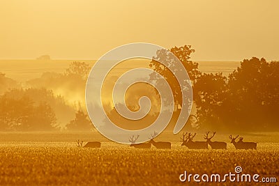 Group of red deer stags walking together in the morning mist Stock Photo