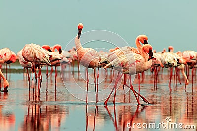 Wild african birds. Group of red flamingo birds on the blue lagoon Stock Photo