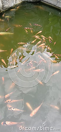 a group of red goldfish in the garden pond so that it beautifies the atmosphere of the garden Stock Photo