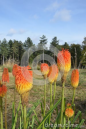 Group of red hot pokers Stock Photo