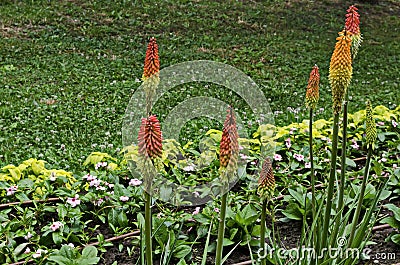 Group of red hot pokers flower also Kniphofia hirsuta, called tritoma, torch lily, knofflers, traffic lights in public garden Stock Photo