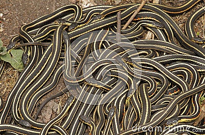 Group of red sided garter snake Thamnophis sirtalis parietalis. Stock Photo