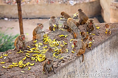 Group of Rhesus macaques eating bananas near Galta Temple in Jaipur, Rajasthan, India Stock Photo