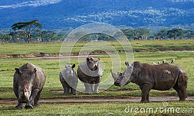 Group of rhinos in the national park. Kenya. National Park. Africa. Cartoon Illustration