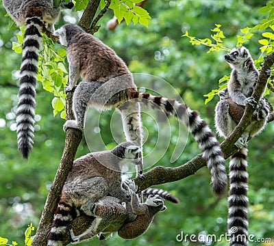 A group of ring tail makies Stock Photo