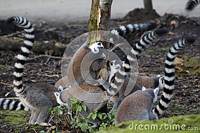 Group Ring tailed lemur Stock Photo