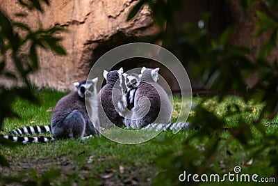 Group of ring-tailed lemur resting seen among trees in Madagasacar. Lemur catta Lemuridae Stock Photo