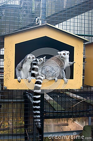 Group Ring-tailed lemur Stock Photo