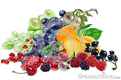 Apricots, grapes, raspberry,currant,sherry. Cartoon Illustration