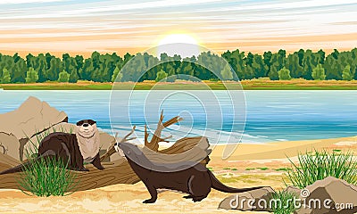 A group of river otters on the coast of a lake or river. Forest on the other side of the river. Eurasian otter Lutra lutra, The Eu Vector Illustration