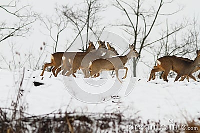 Group of roe deer Stock Photo