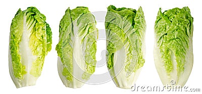 Group of Romaine lettuce hearts in a row, four whole cos lettuce heads Stock Photo