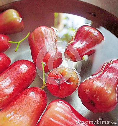 Group of rose apple washing in basin, Close up shot Stock Photo