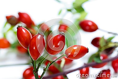 Group of rose hips on a white background. Stock Photo