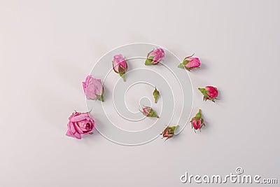 A group of rosebuds lie next to each other according to the degree of maturation Stock Photo