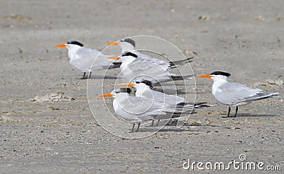 A group of royal terns (Sterna maxima) Stock Photo