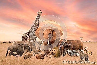 Group of safari African wild animals stand together in savanna grassland with background of sunset sky Stock Photo