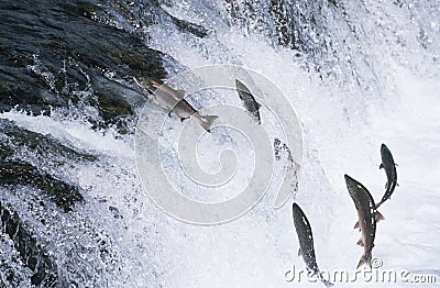 Group of Salmon jumping upstream in river Stock Photo