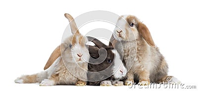 Group of Satin Mini Lop rabbits, isolated Stock Photo