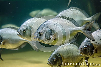 A group of a school of predatory tropical piranha fish. Freshwater exotic fauna of the Amazon. AI generated. Stock Photo