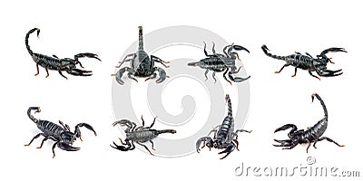 Group of scorpion isolated on a white background. Insect. Animal Stock Photo