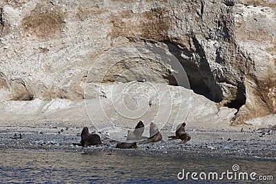 Group of sea lion at magdalena island Stock Photo