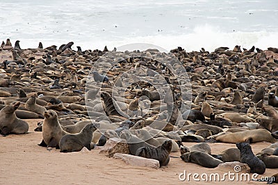Group of sea lions at Cape Cross. Water in the background. Namibia Stock Photo