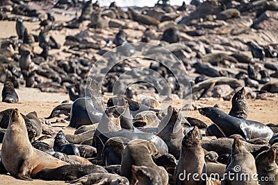Group of Sea lions, Otariinae on the seashore in Namibia Stock Photo