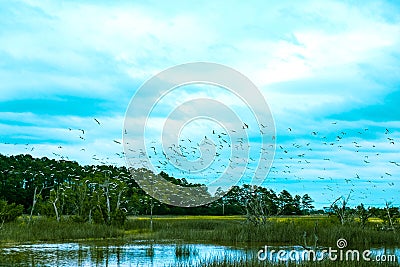 Flock of birds fly over south carolina low country marsh on cloudy day Stock Photo