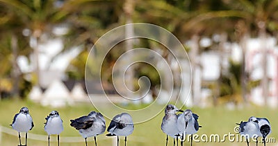 Group of Seagull flying in ocean in south Florida Miami beach Stock Photo