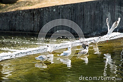 Group of seagulls wading in fountain outdoors Stock Photo