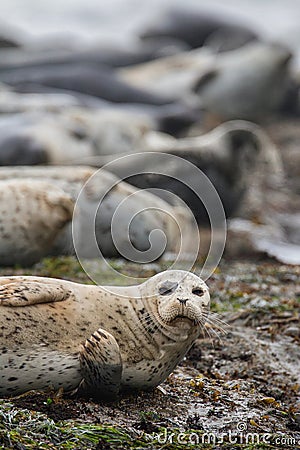 Closeup Seal at Low Tide Stock Photo