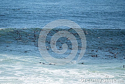 Group of seals, Pinnipedia in the sea of the seal colony at Cape Cross, Namibia Stock Photo