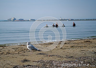 A group of seniors or elderly people walk along the beach into sea Stock Photo