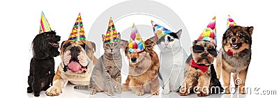 Group of seven adorable cats and dogs on birthday party Stock Photo