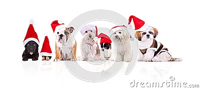 Group of seven adorable santa dogs of different breeds Stock Photo