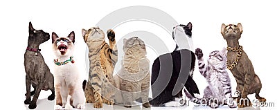 Group of seven cute cats looking up Stock Photo