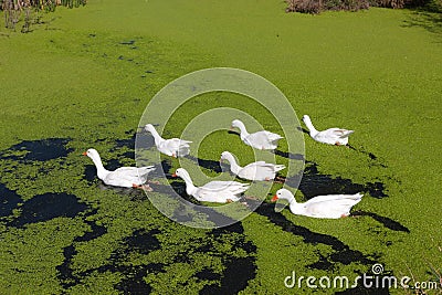 Group of seven geese in the green lake Stock Photo